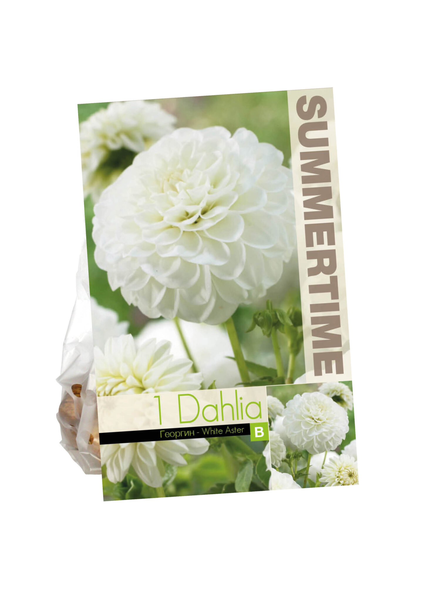 Dahlia White Aster