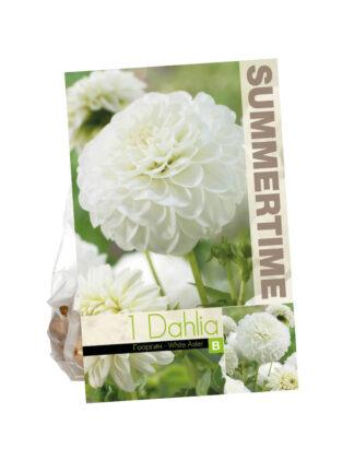 Dahlia White Aster
