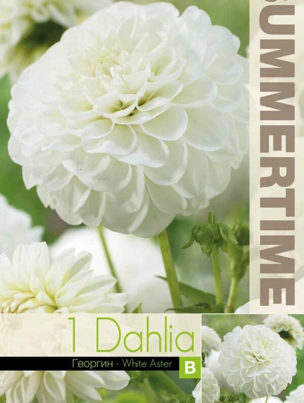 Dahlia White Aster
