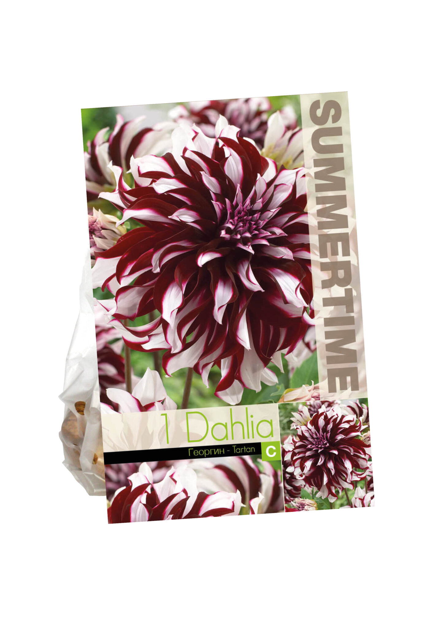 Dahlia Tartan