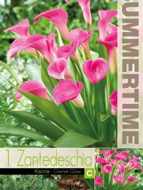 Zantedeschia Garnet Glow