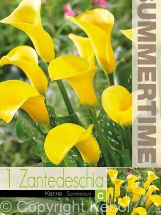 Zantedeschia Summersun
