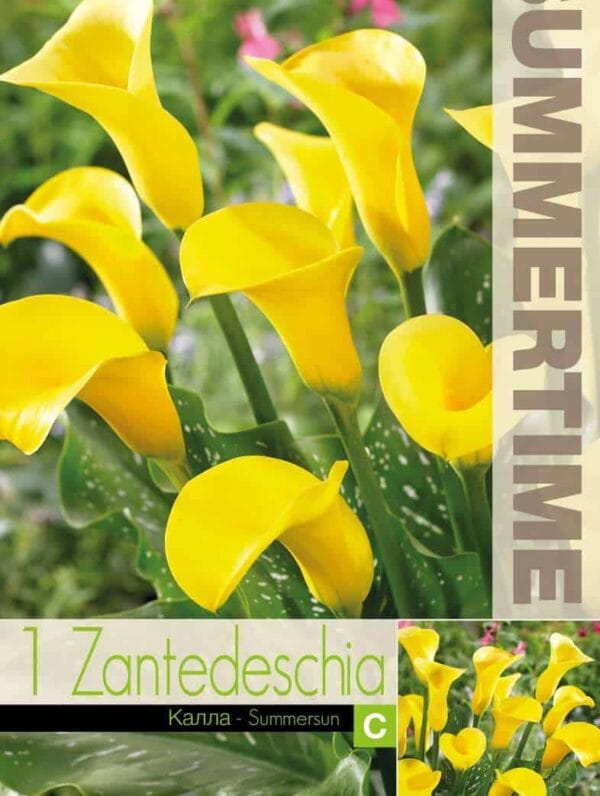 Zantedeschia Summersun