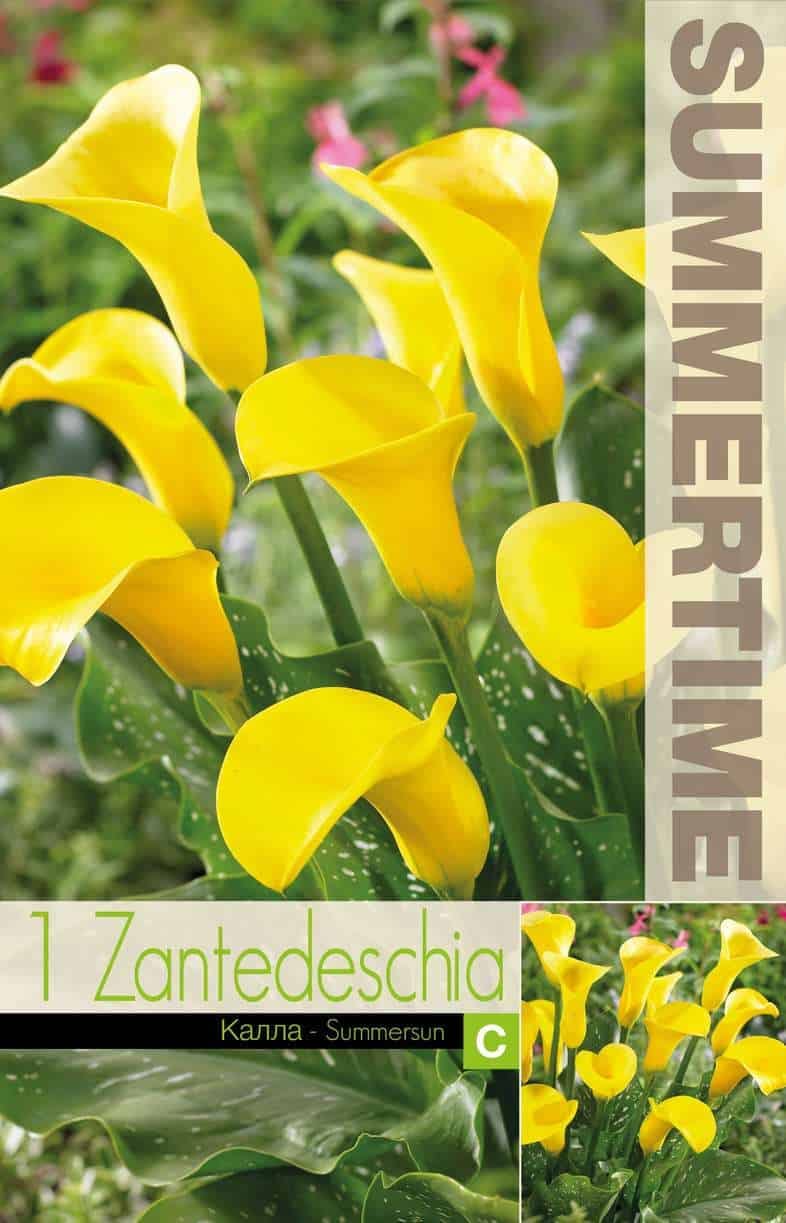 Zantedeschia Summersun