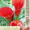 Zantedeschia Red Alert