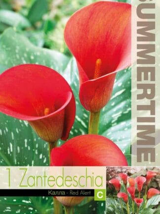 Zantedeschia Red Alert
