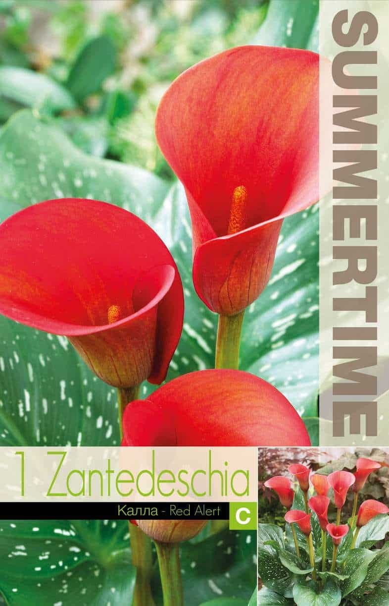 Zantedeschia Red Alert
