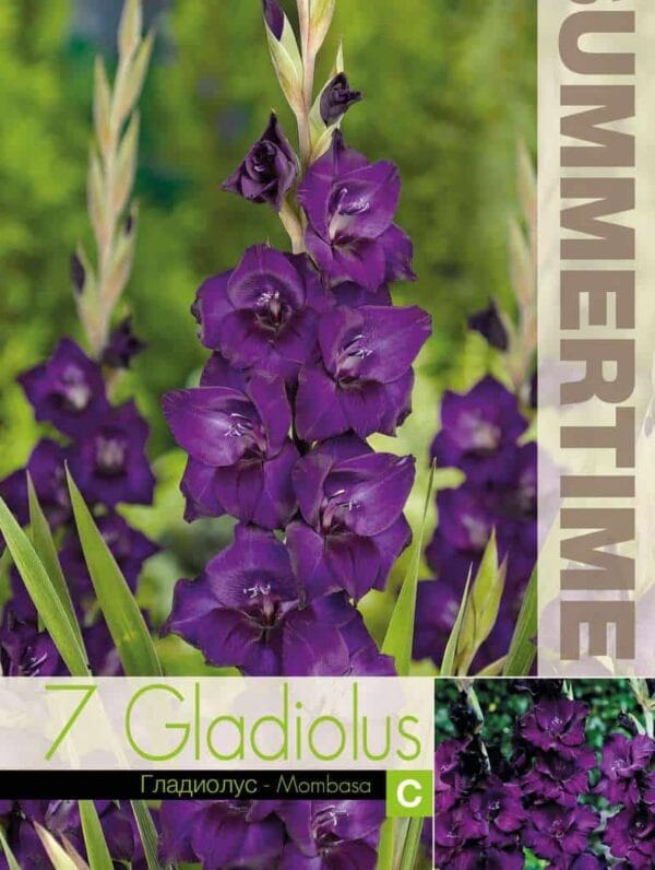 Gladiolus Mombasa