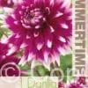 Dahlia England`s Glory