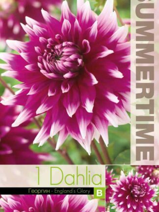 Dahlia England`s Glory