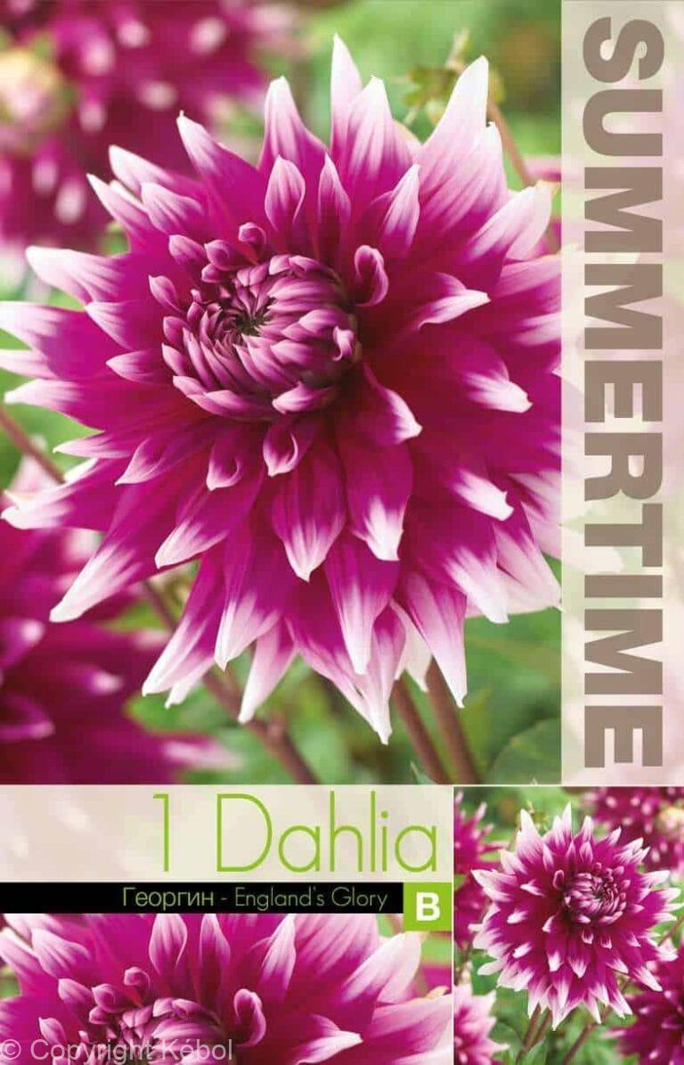 Dahlia England`s Glory