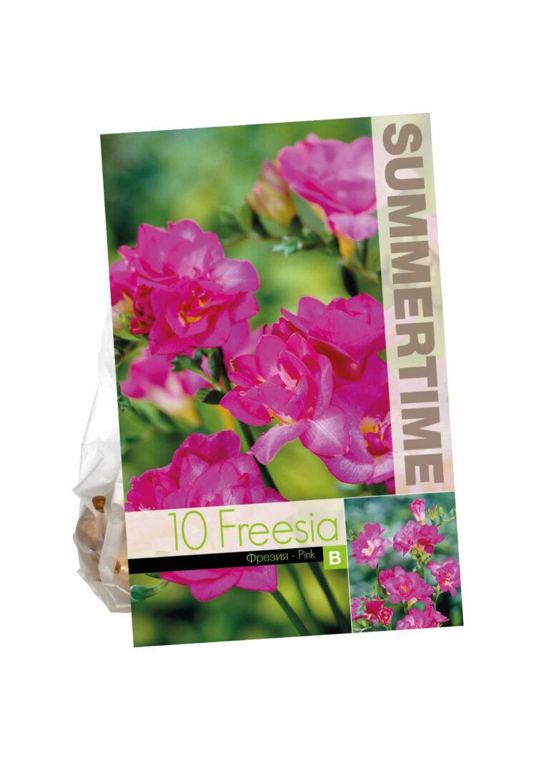 Freesia Double Pink
