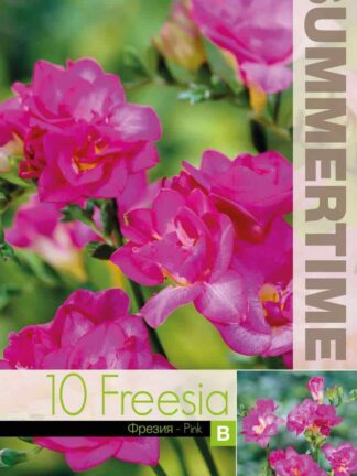 Freesia Double Pink