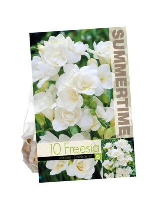 Freesia Double White