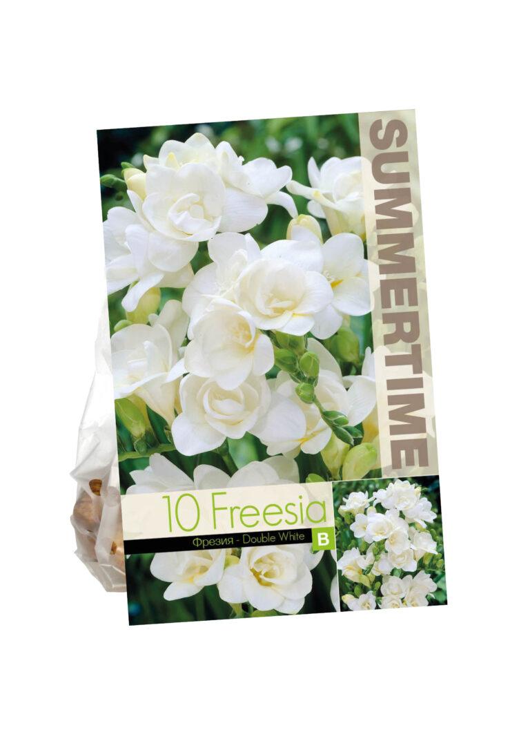 Freesia Double White