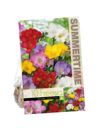 Freesia Single Mixed
