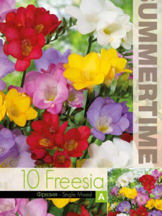 Freesia Single Mixed