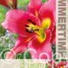 Lilium Satisfaction