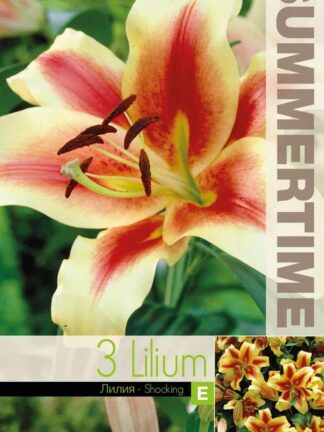 Lilium Shocking - RB