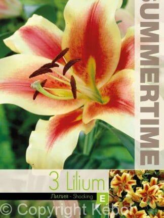 Lilium Shocking