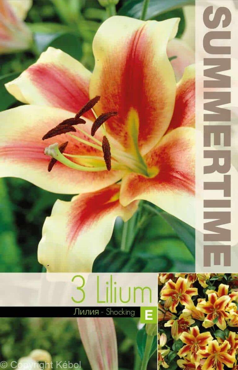 Lilium Shocking