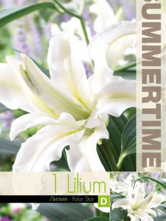 Lilium Polar Star (Or)