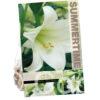 Lilium White Heaven