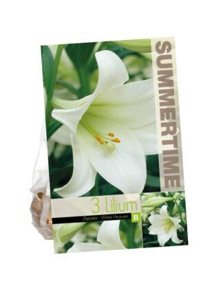 Lilium White Heaven