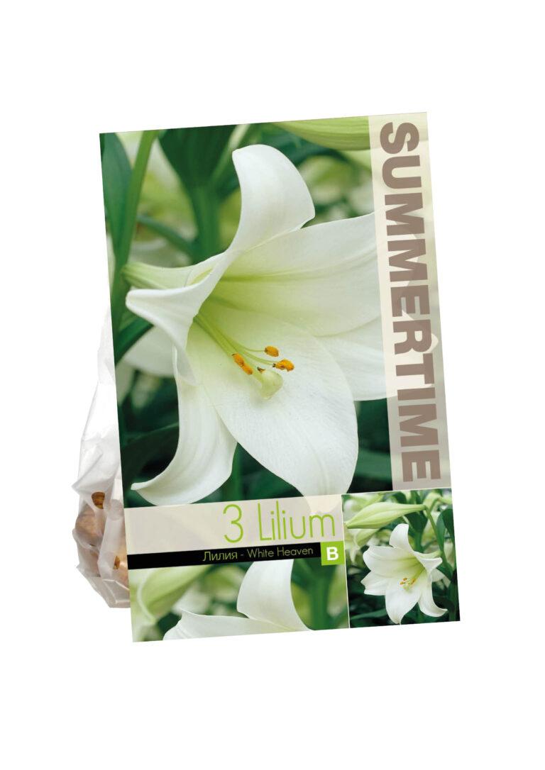 Lilium White Heaven