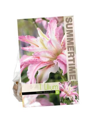 Lilium Broken Heart (or)