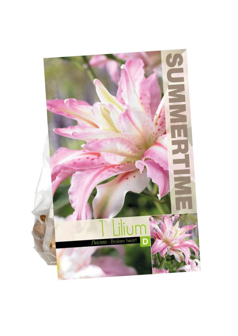 Lilium Broken Heart (or)