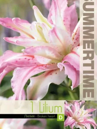 Lilium Broken Heart (or)