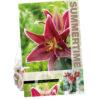 Lilium Magny Course