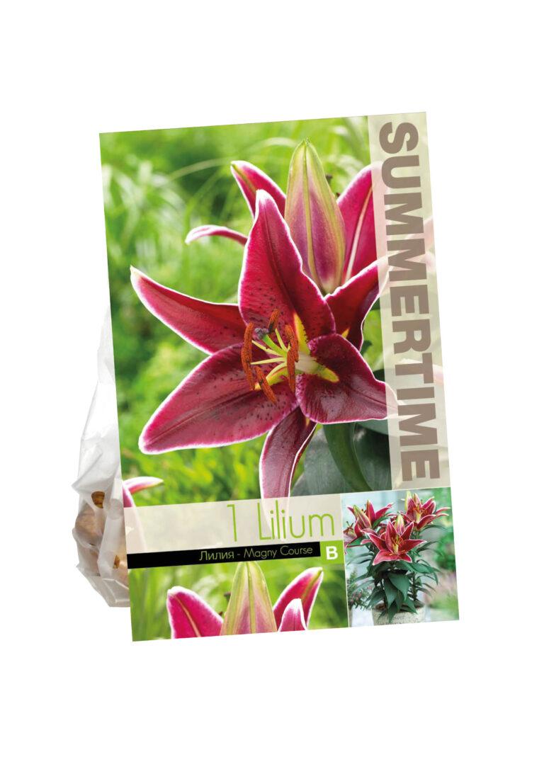 Lilium Magny Course