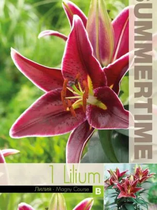 Lilium Magny Course