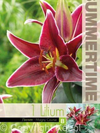 Lilium Magny Course