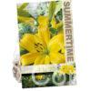 Lilium Goldwing