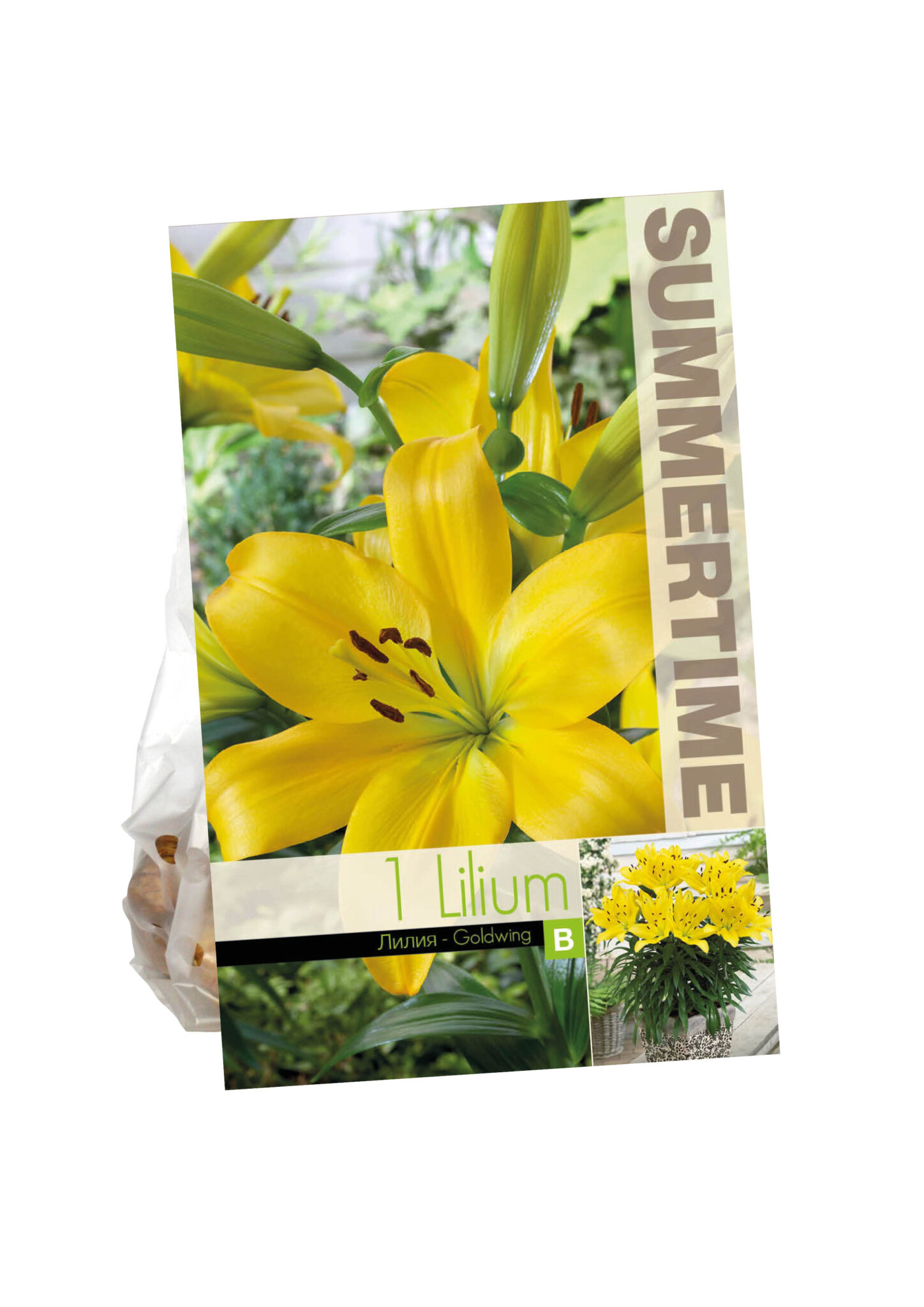 Lilium Goldwing
