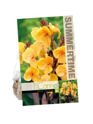 Canna Louis Cottin