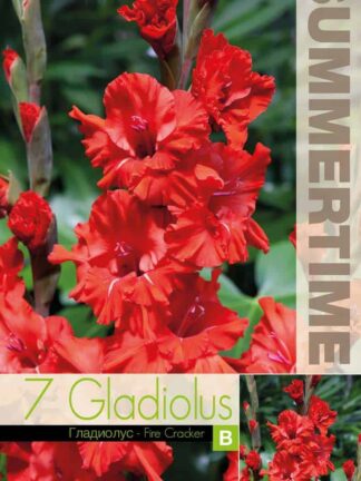 Gladiolus Fire Cracker