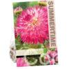 Dahlia Pinelands Princess