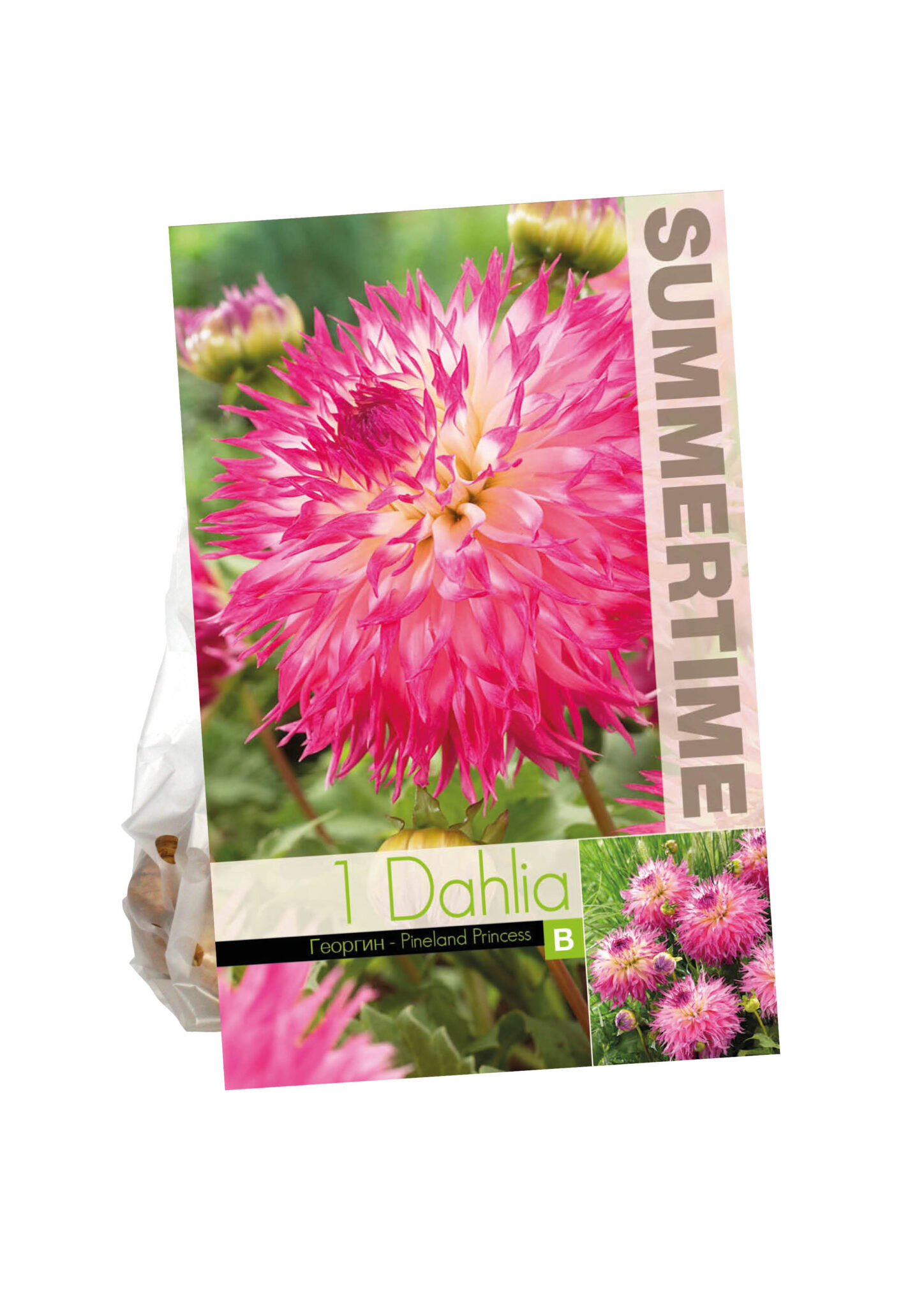 Dahlia Pinelands Princess