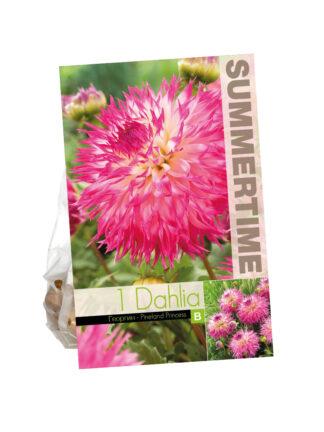 Dahlia Pinelands Princess