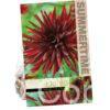 Dahlia Nuit d`ete