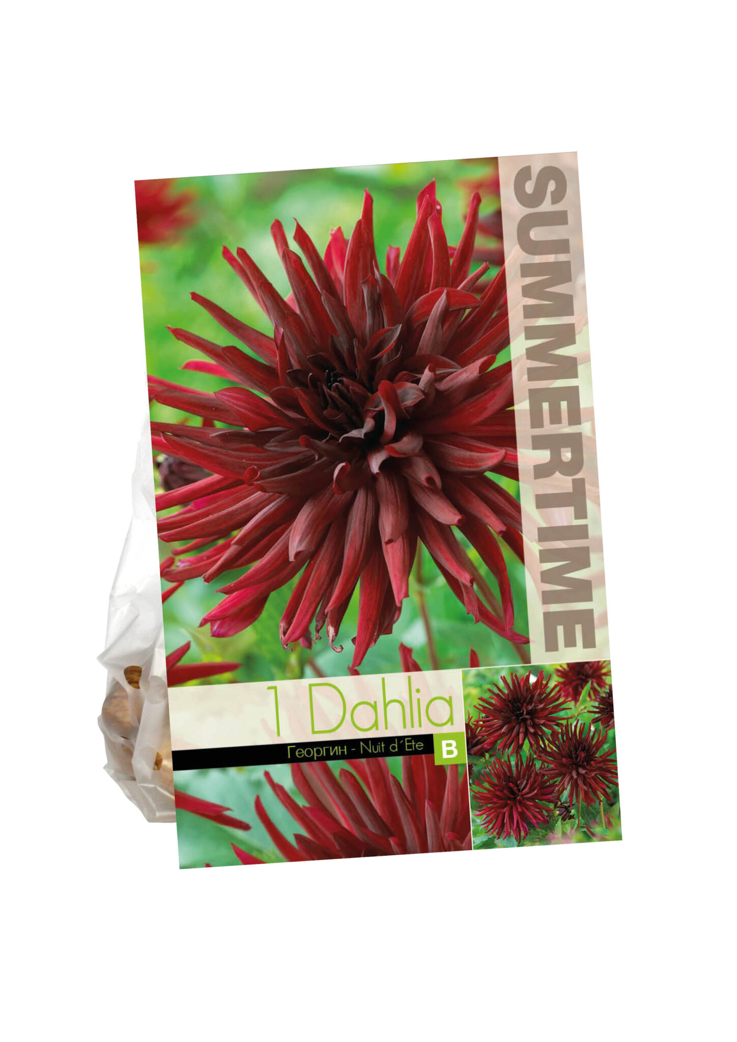 Dahlia Nuit d`ete