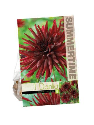 Dahlia Nuit d`ete