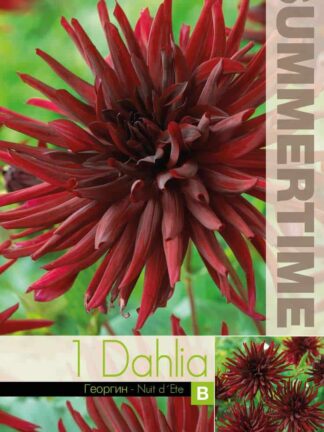 Dahlia Nuit d`ete