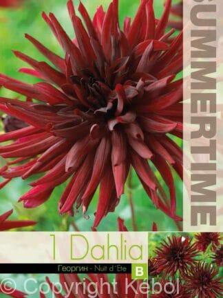 Dahlia Nuit d`ete