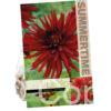 Dahlia Red Pigmy