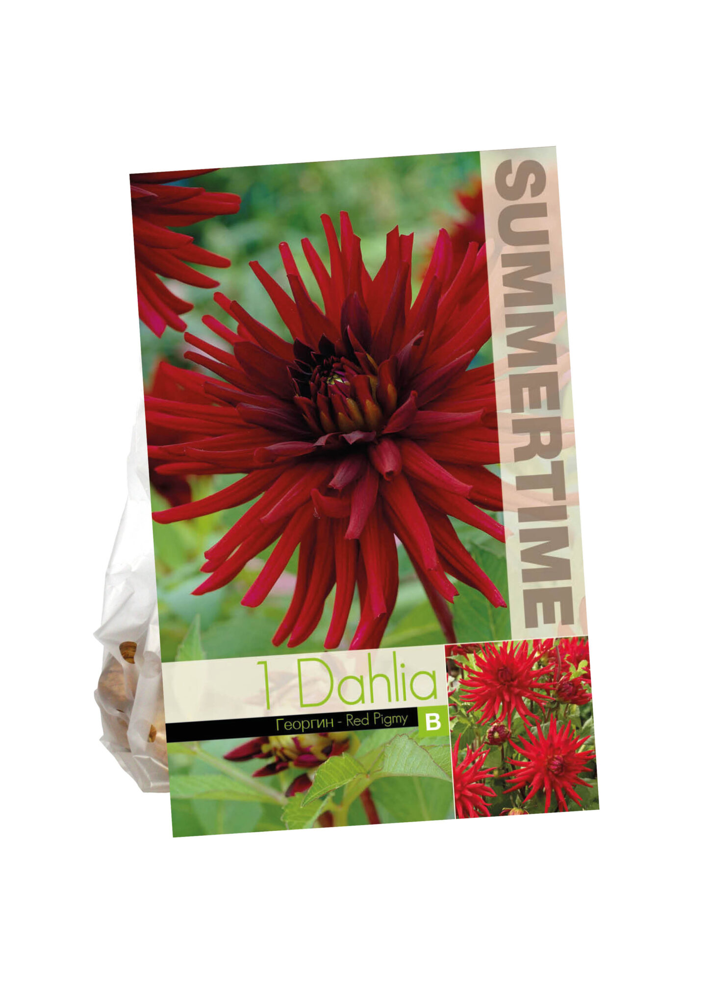 Dahlia Red Pigmy